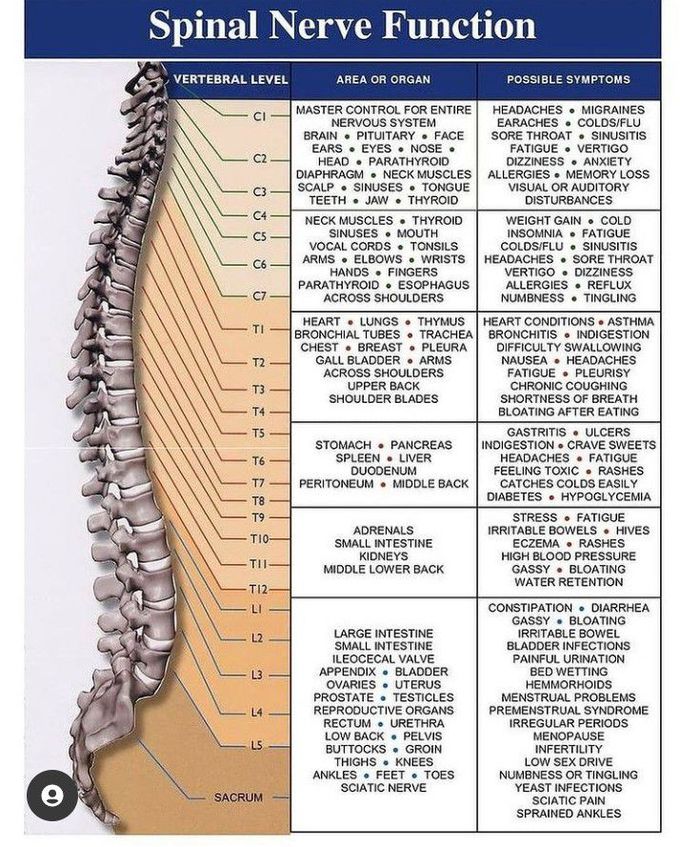 spinal nerve function