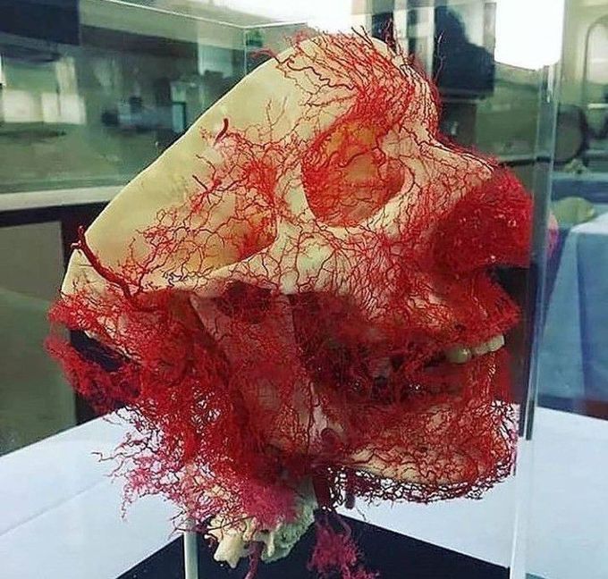 Detailed presentation of facial circulation