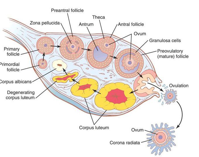 Follicle growth