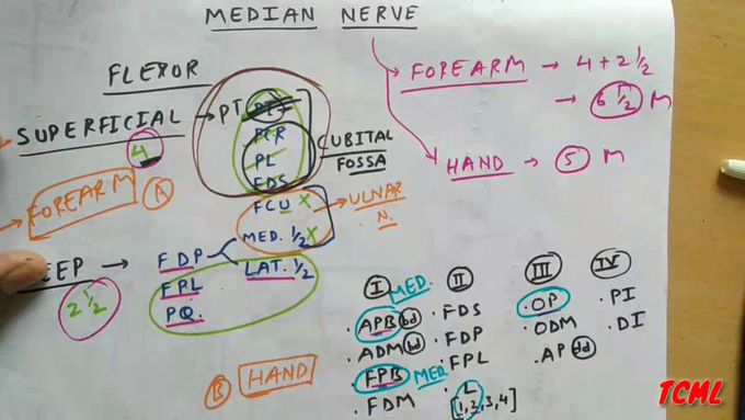 Median nerve , PART - 3/3