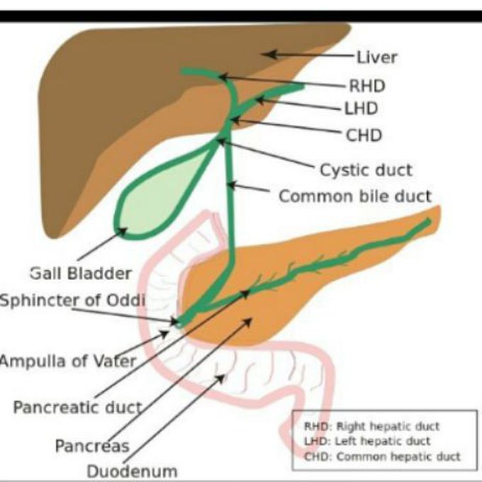 Digestive system