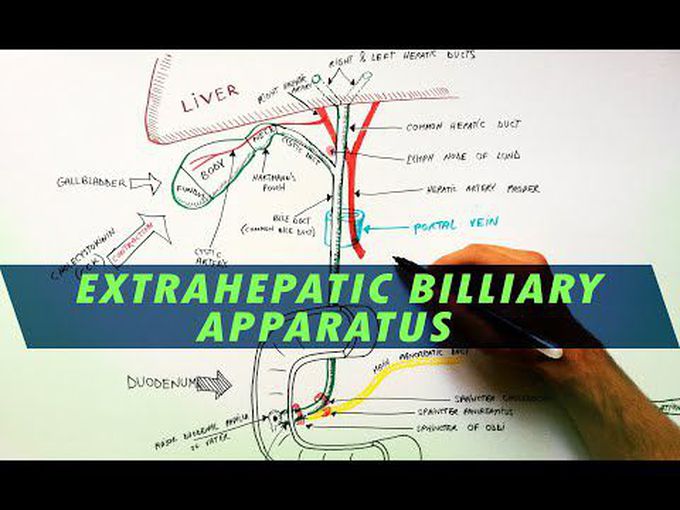 Anatomy of Extra-Hepatic Biliary Apparatus