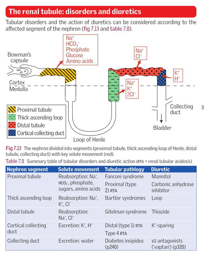 Renal tubules summarised