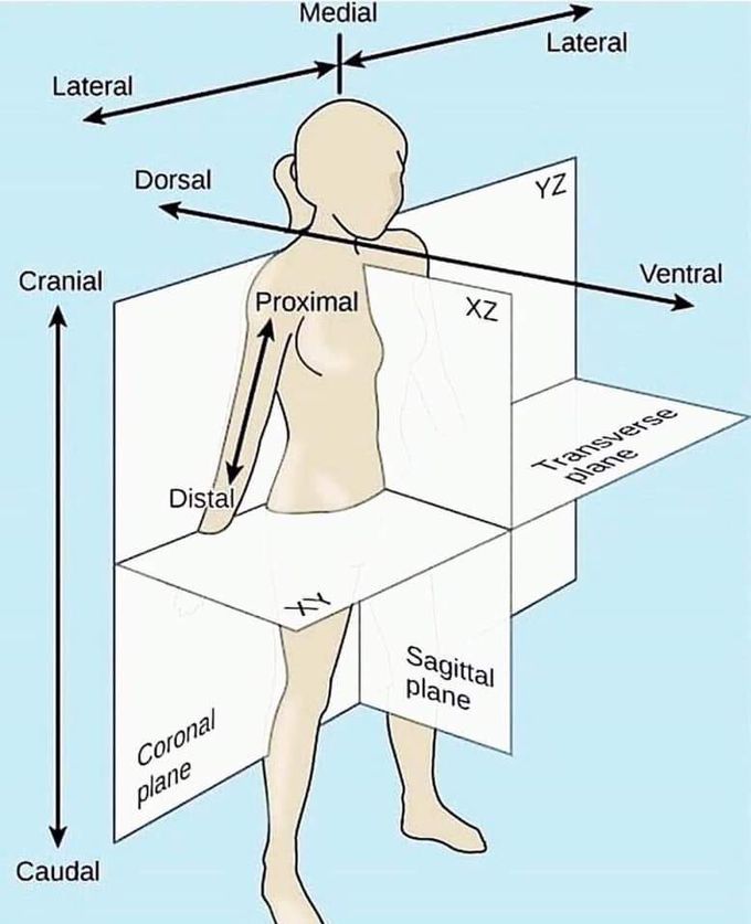 Planes of the human body.