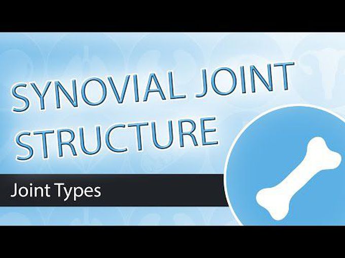 Synovial Joint Histology