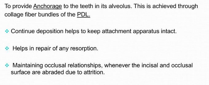 Functions of cementum