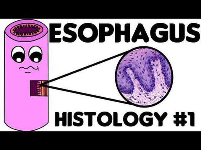 Histology of the Esophagus-1