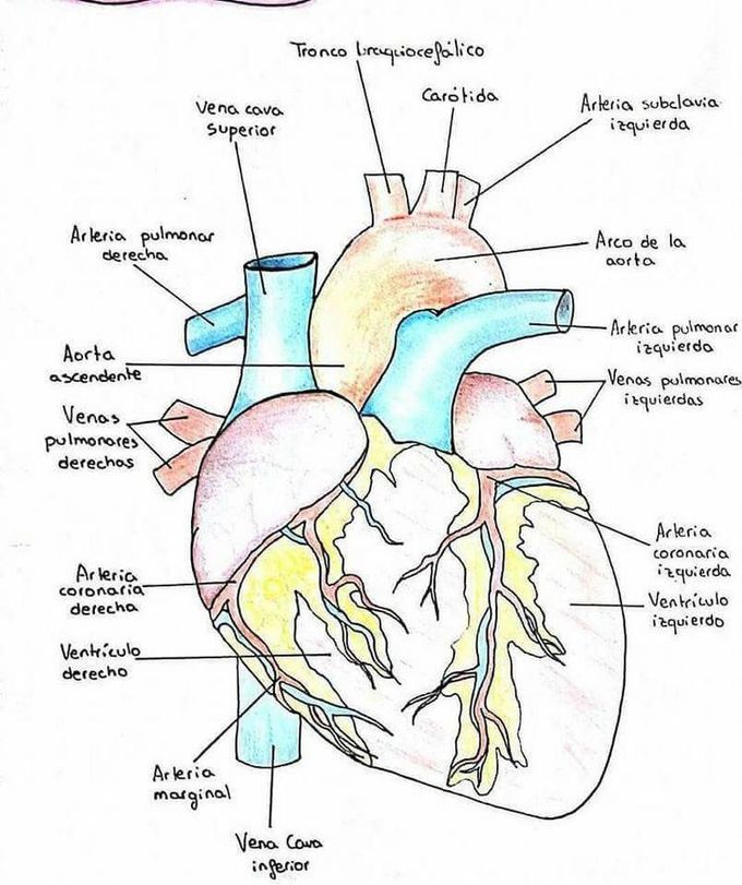 Anatomia del corazon humano