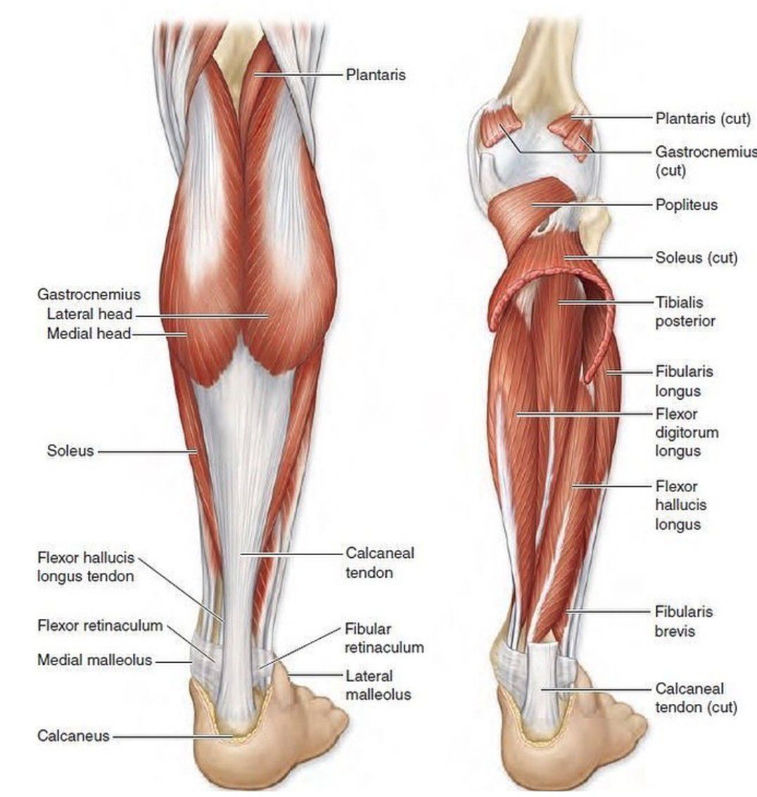 Анатомия мышц голени Синельников