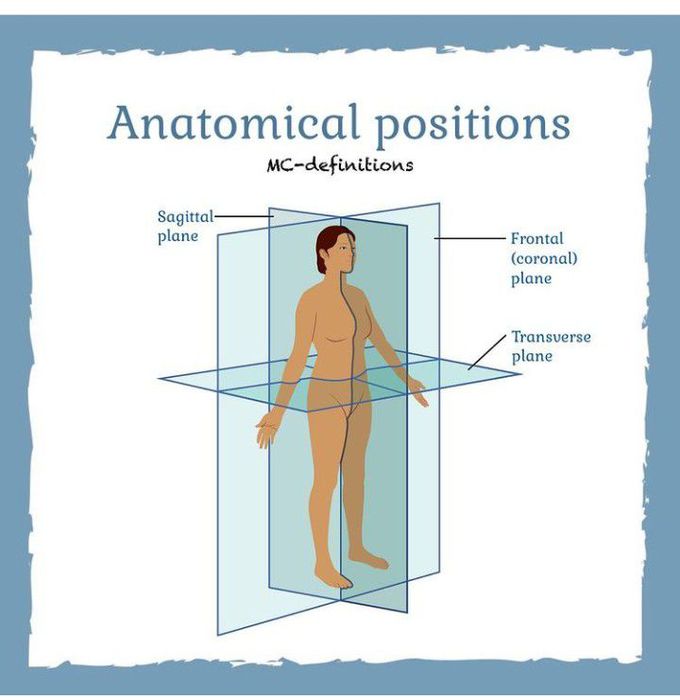 anatomical position and planes