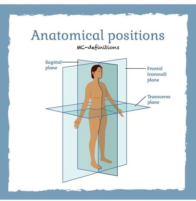 anatomical planes