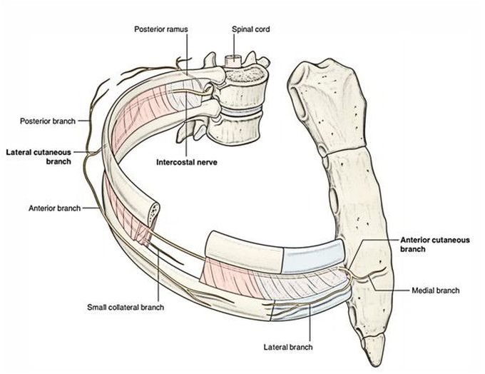 Branches Of Intercostal Nerves