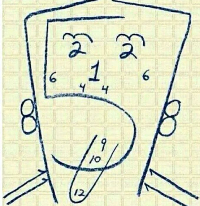 The cranial nerves