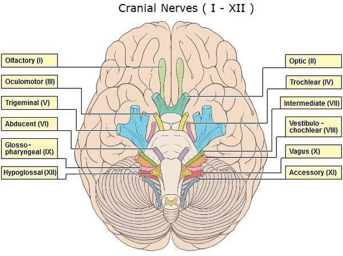 12 pairs of cranial nerves - MEDizzy