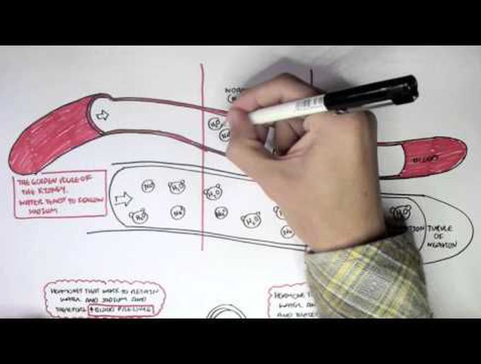 Regulation of blood pressure by hormones part I