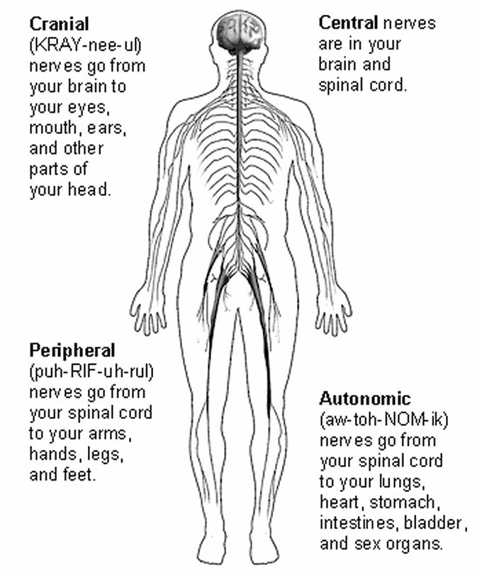 Anatomy