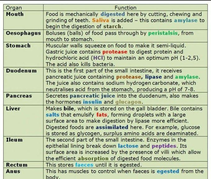 Functions of different parts of digestive tract