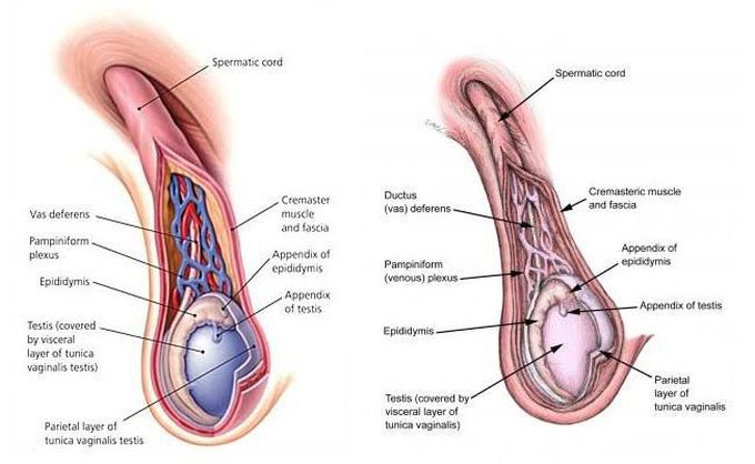 spermatic artery