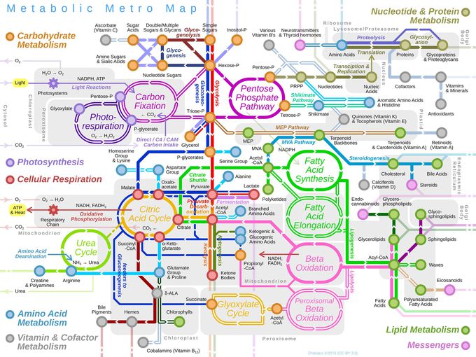 Metabolic Pathways