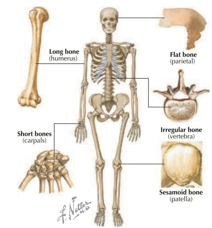 #SKELETAL_SYSTEM 
▪Descriptive Regions 
The human skeleton is divided into two descriptive  
regions:
• Axial skeleton: includes the bones of the skull,  
vertebral column (spine), ribs, and sternum,  
which form the “axis” or central line of the body  
(80 bones). 
• Appendicular skeleton: includes the bones of  
the limbs, including the pectoral and pelvic girdles, which attach the limbs to the body’s axis  
(134 bones). 

▪Shapes and Function of Bones 
The skeleton is composed of a living, dynamic, rigid connective tissue that forms the bones and cartilages.

Generally, humans have about 214 bones, although  
this number varies, particularly in the number of small sesamoid bones that may be present. (Many resources claim we have only 206 bones, but they have ignored the 8 sesamoid bones of the hands  
and feet.) Cartilage is attached to some bones, especially where flexibility is important, or covers the surfaces of bones at points of articulation. 
About 99% of the body’s calcium is stored in bone, and  
many bones possess a central cavity that contains bone marrow—a collection of hemopoietic (blood-forming) cells. Most of the bones can be classiied into one of the following ive shapes:
• Long. 
• Short. 
• Flat. 
• Irregular. 
• Sesamoid. 

▪The functions of the skeletal system include: 
• Support. 
• Protection of vital organs. 
• A mechanism, along with muscles, for movement. 
• Storage of calcium and other salts, growth factors, and cytokines. 
• A source of blood cells.

▪There are two types of bone: 
1) Compact: is a relatively solid mass of bone, commonly seen as a supericial layer of bone,  
that provides strength. 

2)Spongy (trabecular or cancellous): is a less dense  
trabeculated network of bone spicules making up the substance of most bones and surrounding an inner marrow cavity. 

▪Long bones also are divided into the following  
descriptive regions:
• Epiphysis: the ends of long bones, which develop  
from secondary ossiication centers. 
• Epiphysial plate: the site of growth in length; it contains cartilage in actively growing bones. 
• Metaphysis: the site where the bone’s shaft joins the epiphysis and epiphysial plate. 
• Diaphysis: the shaft of a long bone, which represents the primary ossiication center and  
the site where growth in width occurs. 

▪As a living, dynamic tissue, bone receives a rich blood supply from: 
• Nutrient arteries: usually one or several larger arteries that pass through the diaphysis and  
supply the compact and spongy bone, as well as the bone marrow. 
• Metaphysial and epiphysial arteries: usually arise from articular branches supplying the joint. 
• Periosteal arteries: numerous small arteries from adjacent vessels that supply the compact bone.