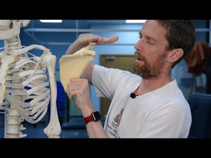 Scapula (anatomy)