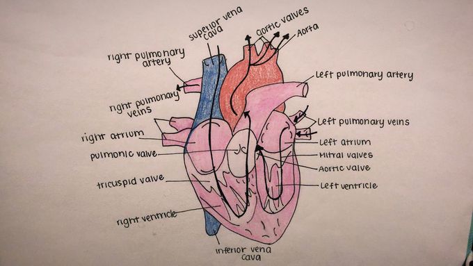 heart diagram