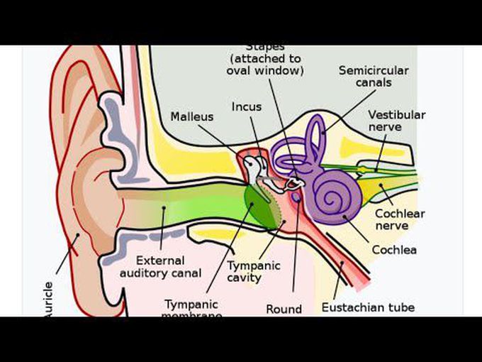 Histology-Ear