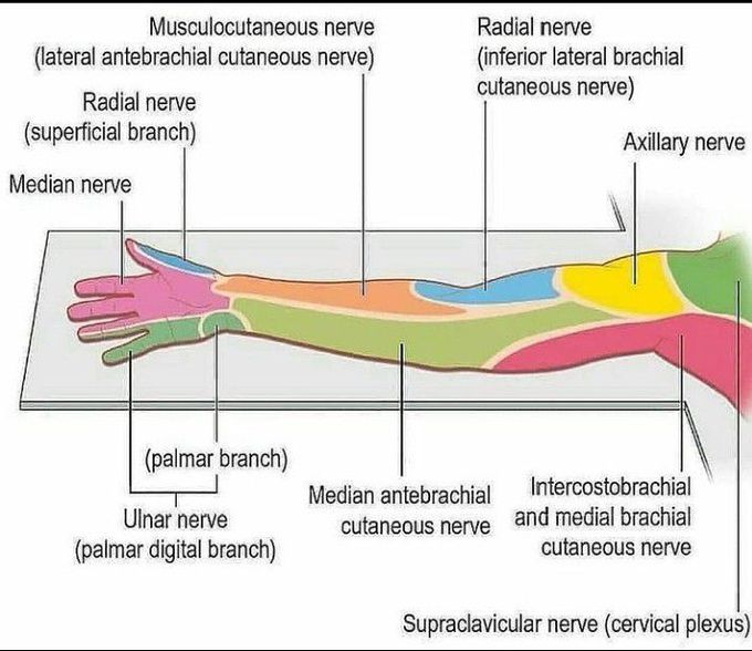 Peripheral nerves of upper limb