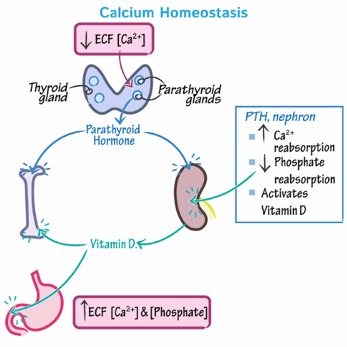 Calcium Homeostasis