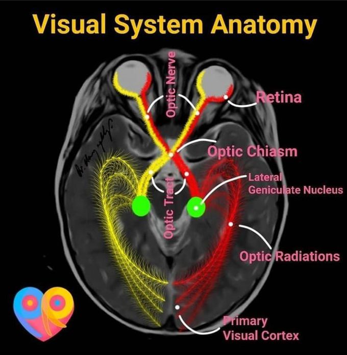 Anatomy of the visual system