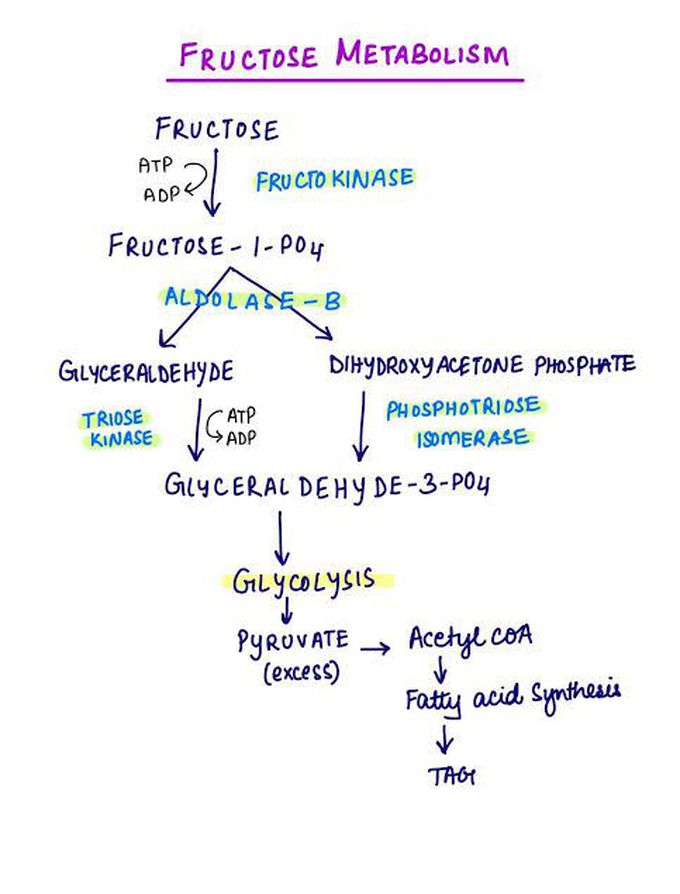 Fructose Metabolism