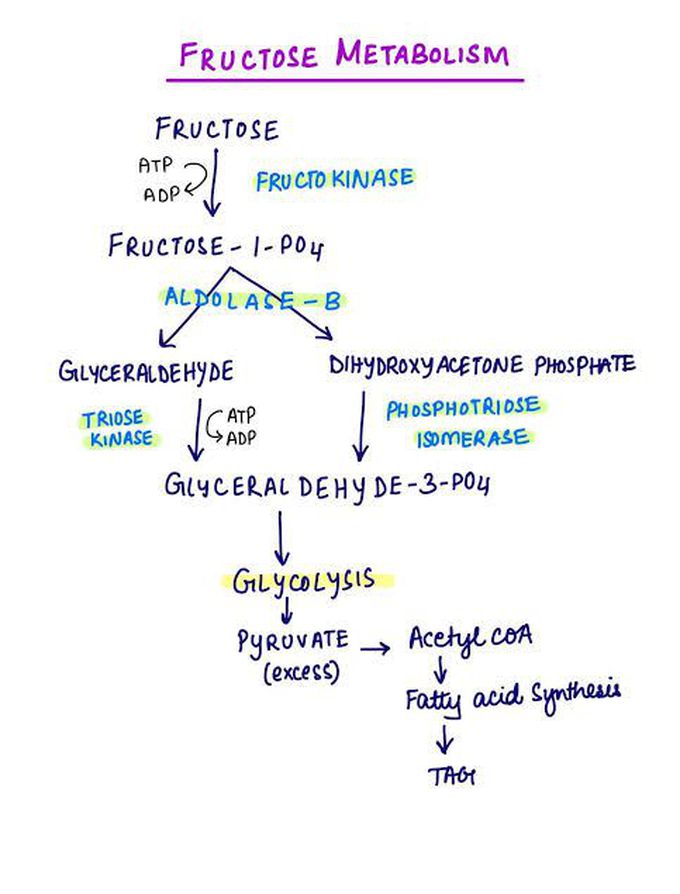 Fructose Metabolism