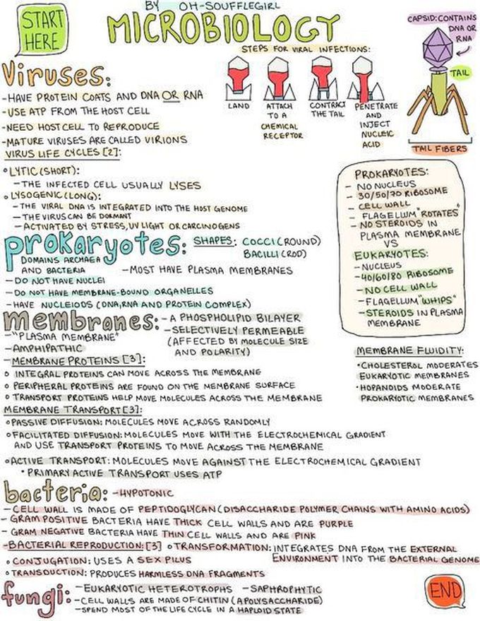 Microbiology