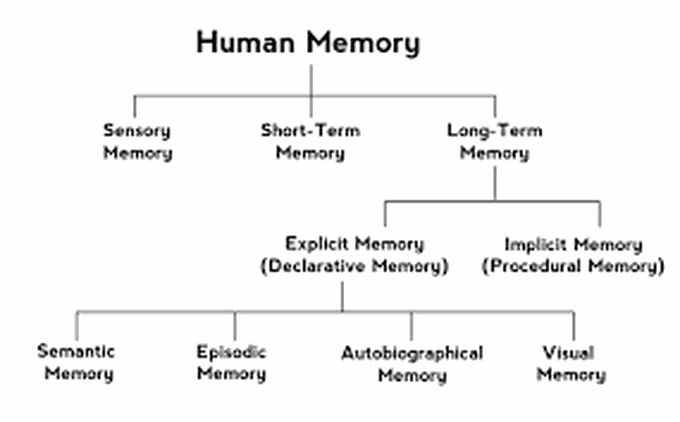 Human Memory