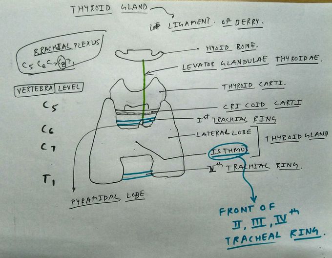 Thyroid gland