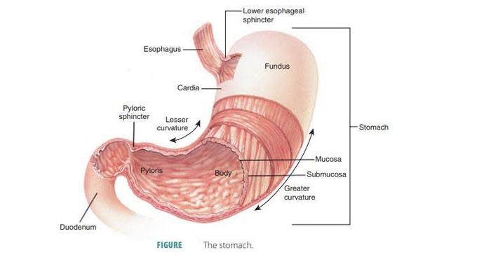 Stomach anatomy