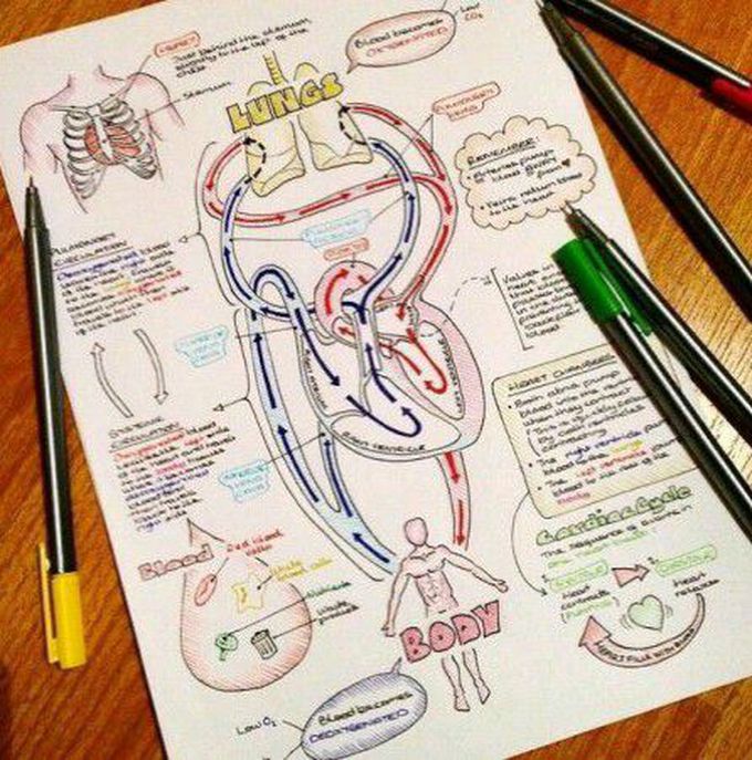 Lungs