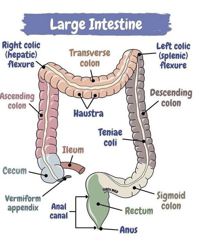 Large Intestine