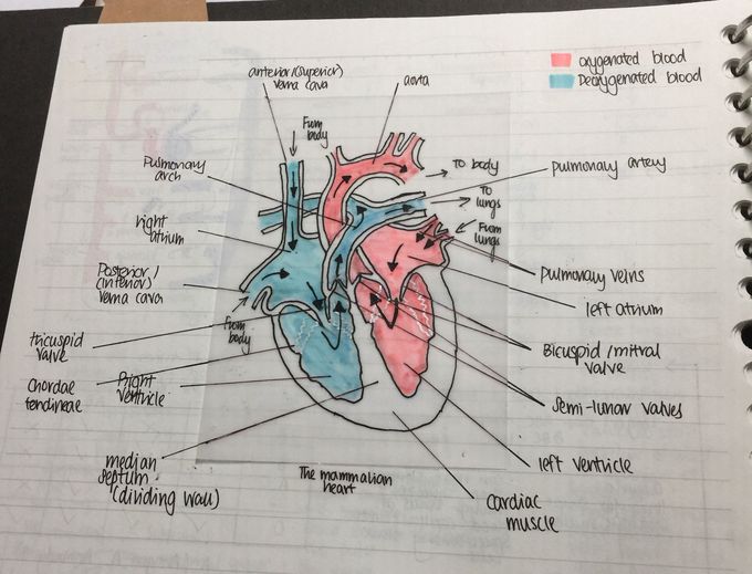 Human Heart - MEDizzy