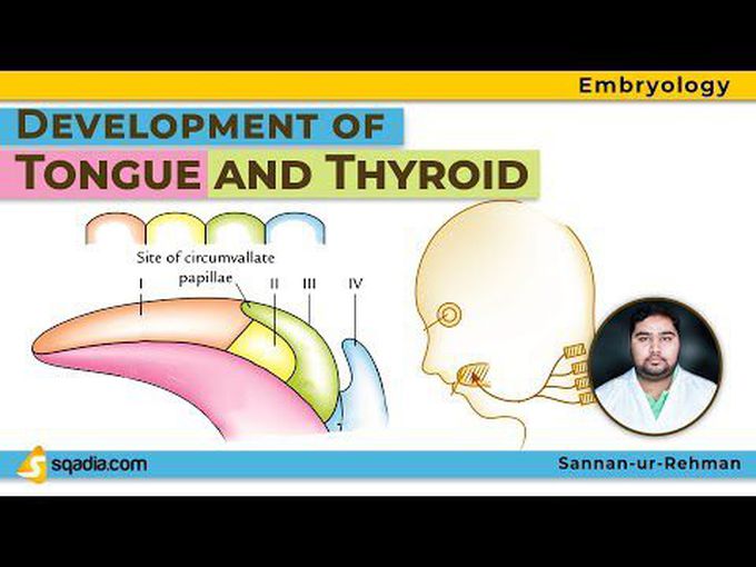 Formation of thyroid and tongue