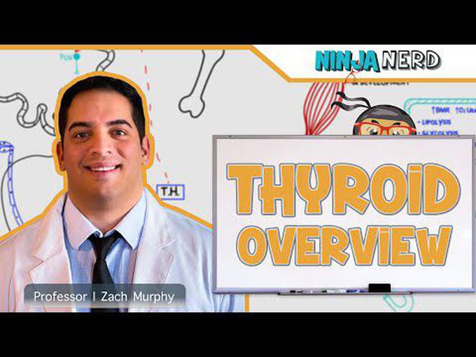 Thyroid Hormone- A Beginner's Guide
