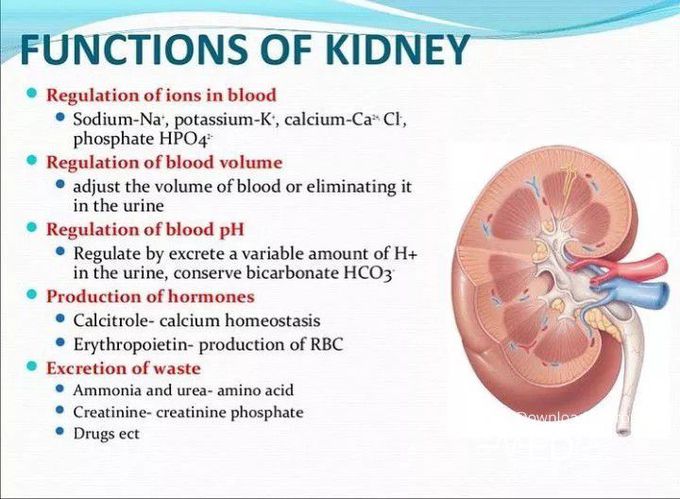 Function of kidney