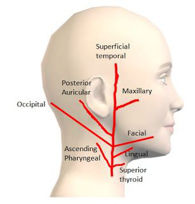 External Carotid Artery Branches