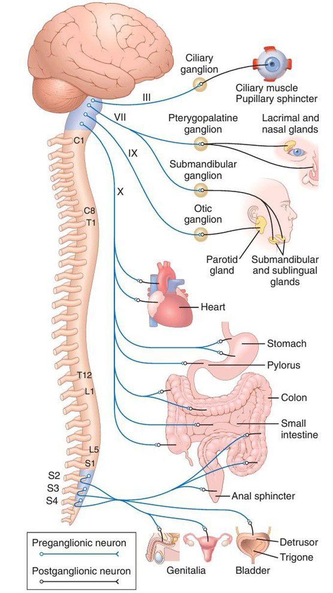 The parasympathetic nervous system.