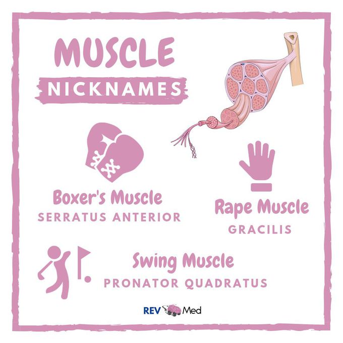 Muscle Nicknames! - REV MED Anatomy