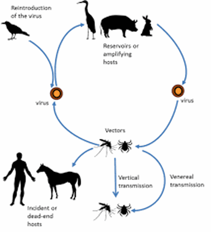 Arboviral encephalitis