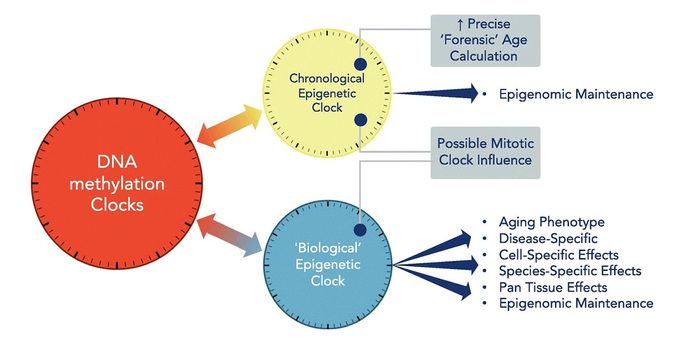 DNA Methylation Aging Clocks Platform