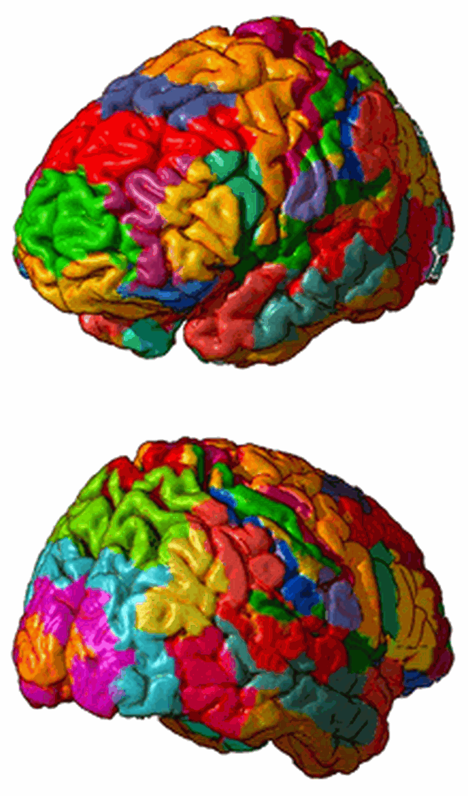 Brodmann areas