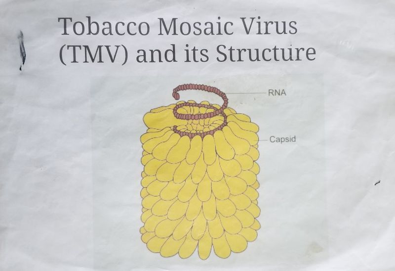 diagram of tobacco mosaic virus Tobacco Mosaic Virus (TMV) and its Structure