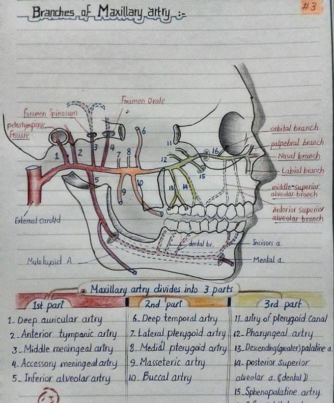 Branches of maxillary artery